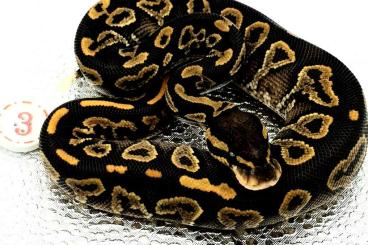 Ball Pythons kaufen und verkaufen Photo: 0,1 Black Rubin Yellow Belly 