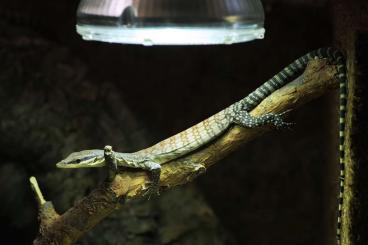 Lizards kaufen und verkaufen Photo: V.glauerti, U. ebenaui, S. ciliaris
