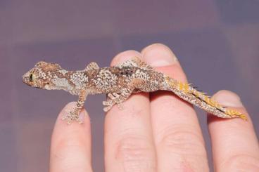 Monitor lizards kaufen und verkaufen Photo: Varanus, Strophurus, Nephrurus