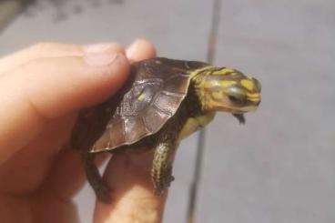 Schildkröten  kaufen und verkaufen Foto: Terrapene, Actinemys, radiata