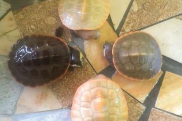 Turtles and Tortoises kaufen und verkaufen Photo: Albino T+ Emydura subglobosa