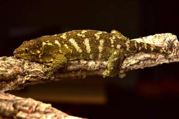 Geckos kaufen und verkaufen Photo: Wholesale Gecko Collection, Leachianus, Chahoua,Terrariums + racks