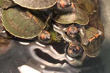Schildkröten  kaufen und verkaufen Foto: Pangshura tecta 2021-2022