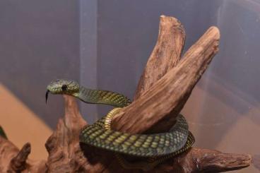 Venomous snakes kaufen und verkaufen Photo: Looking for Dendroaspis, Oxyuranus, Ophiophagus 