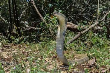 Venomous snakes kaufen und verkaufen Photo: Looking for Ophiophagus hannah SUMATRA male adult