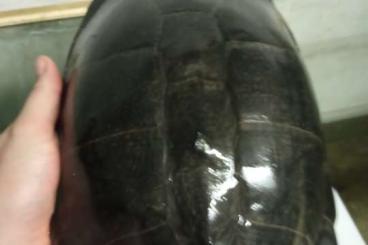 Sumpfschildkröten kaufen und verkaufen Foto: Search Pelusios sinuatus 