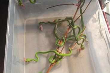 Snakes kaufen und verkaufen Photo: Paria (Trimeresurus) hageni