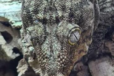 Geckos kaufen und verkaufen Photo: 1.0 Rhacodactylus leachianus Bayonnaise Nz 2014 