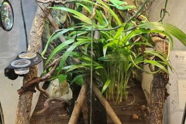 Echsen kaufen und verkaufen Foto: 1.2 Takydromus dorsalis abzugeben Echsen kaufen und verkaufen Foto: 1.2 Takydromus dorsalis abzugeben