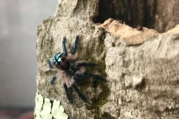 - bird spiders kaufen und verkaufen Photo: Biete Typhochlaena seladonia