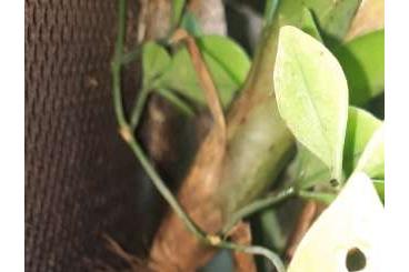 Poison dart frogs kaufen und verkaufen Photo: 1.1 Oophaga Pumilio Bastimentos komplett mit Terrarium
