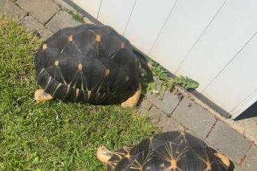 Turtles and Tortoises kaufen und verkaufen Photo: CB2011 radiated tortoise for sale