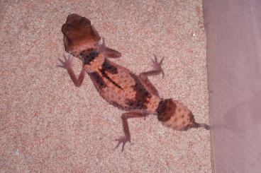 Geckos kaufen und verkaufen Foto: Nephrurus cinctus        