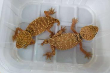 Geckos kaufen und verkaufen Foto: Nephrurus amyae           