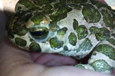 frogs kaufen und verkaufen Photo: europäische Amphibien aus eigener NZ 