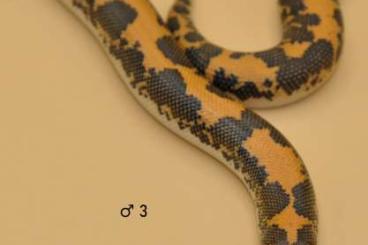 Schlangen kaufen und verkaufen Foto: Eryx colubrinus for Verona