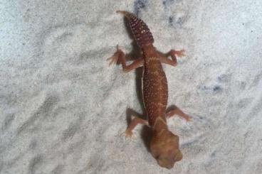 Geckos kaufen und verkaufen Foto: Nephrurus special price!!
