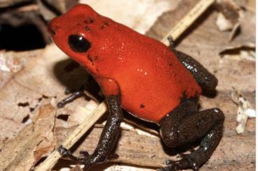 Poison dart frogs kaufen und verkaufen Photo: Suche 1.0 Pumilio Almirante und 1.0 Pumilio Charco la parva 