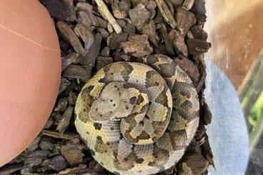 Venomous snakes kaufen und verkaufen Photo: CB 22 Metlapilcoatlus mexicanus