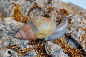Mollusca kaufen und verkaufen Photo: Wunderschöne Achatschnecken Jungtiere (Fulica Rodatzi)