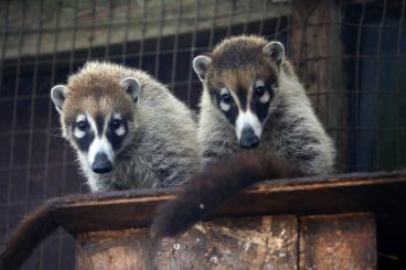 Exotische Säuger kaufen und verkaufen Foto: Weißrüssel-Nasenbär Nasua narica Exotische Säuger kaufen und verkaufen Foto: Weißrüssel-Nasenbär Nasua narica