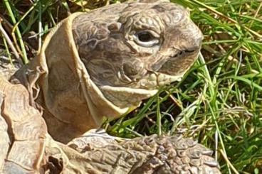 Schildkröten  kaufen und verkaufen Foto: Steppenschildkröten gesucht