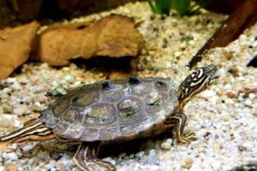 Sumpfschildkröten kaufen und verkaufen Foto: Schwarzknopf-Höckerschildkröte - Graptemys nigrinoda