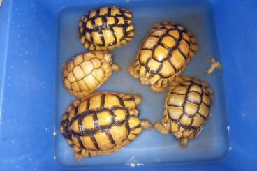 Schildkröten  kaufen und verkaufen Foto: tausche 3.2 Testudo kleinmanni gegen 0.2 chersina angulata