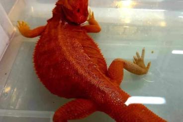 Bearded dragons kaufen und verkaufen Photo: Bartagamen / Pogona Vitticeps Combos Extreme Red 1/4 Red Monster