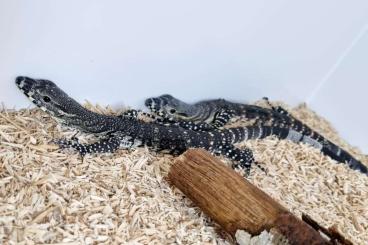 Monitor lizards kaufen und verkaufen Photo: Varanus varius normal colour 0,0,2