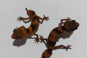 Geckos kaufen und verkaufen Foto: 1.1 Nephrurus wheeleri cinctus