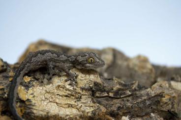 Geckos kaufen und verkaufen Photo: Strophurus, Nephrurus, Oedura - BARGAIN PRICES!
