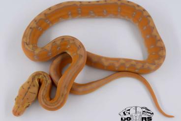 Schlangen kaufen und verkaufen Foto: Retics CB21 - Mochino x Marble Sunfire Tiger het albino