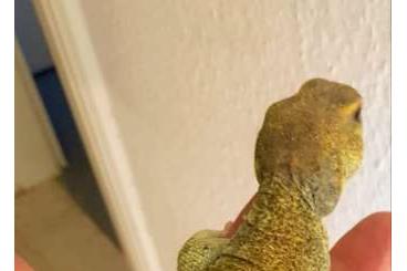 Lizards kaufen und verkaufen Photo: uromastyx princeps agamen