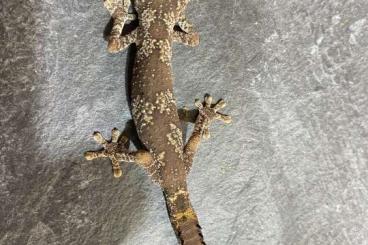 Geckos kaufen und verkaufen Photo: Abzugeben: Strophurus ciliaris - Australischer Stachelschwanzgecko