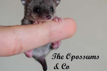 Exotic mammals kaufen und verkaufen Photo: Short tailed opossum Monodelphis domestica