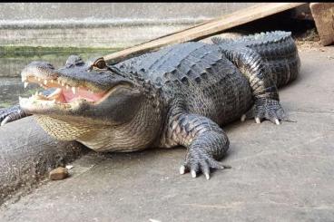 other lizards kaufen und verkaufen Photo: Mississippi-Alligator  Weiblich ( female )