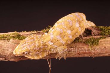 Geckos kaufen und verkaufen Photo: Rhacodactylus Leachianus - Poindimie - Yate - Melanistic - Nuu Ana 
