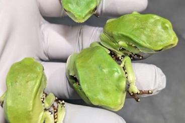 frogs kaufen und verkaufen Photo: Phyllomedusa bicolor houten and germany
