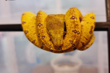 Pythons kaufen und verkaufen Foto: Availability for Verona Reptiles - May 12th