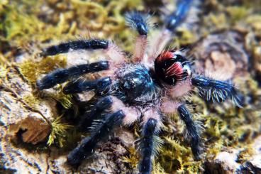 Spinnen und Skorpione kaufen und verkaufen Foto: SpidersForge for Verona 01.10/TerraPlaza 15.10 or shiping