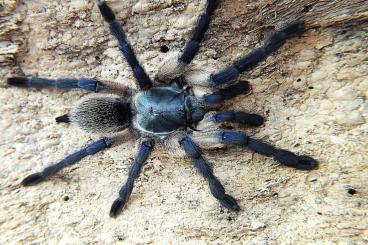 Spinnen und Skorpione kaufen und verkaufen Foto: SpidersForge for Hamm 09.12/Terraplaza 17.12 