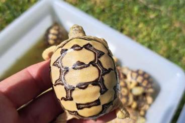 Schildkröten  kaufen und verkaufen Foto: Pardalis Somalica