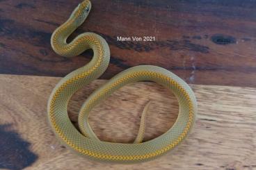Snakes kaufen und verkaufen Photo: 2.1 Lamprophis Aurora NZ 