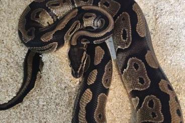 Königspythons kaufen und verkaufen Foto: 1.1 DH Sunset/Pied Adult Königspythons kaufen und verkaufen Foto: 1.1 DH Sunset/Pied Adult