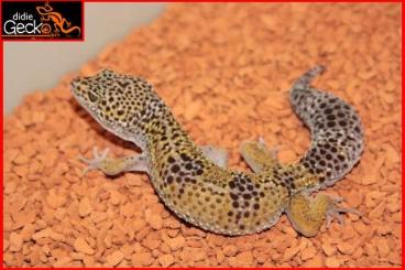 Geckos kaufen und verkaufen Photo: Eublepharis macularius macularius pur 