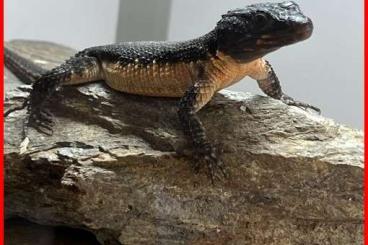 other lizards kaufen und verkaufen Photo: Smaug mossambicus mâle CB 2021