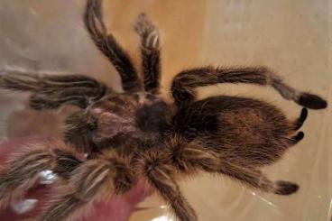 Spinnen und Skorpione kaufen und verkaufen Foto: 0.0.50 Grammostola rosea (porteri) Spinnen und Skorpione kaufen und verkaufen Foto: 0.0.50 Grammostola rosea (porteri)
