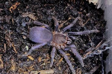 Spinnen und Skorpione kaufen und verkaufen Foto: Orphnaecus spec. blue Quezon Spinnen und Skorpione kaufen und verkaufen Foto: Orphnaecus spec. blue Quezon