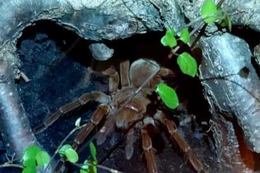 Spinnen und Skorpione kaufen und verkaufen Foto: Suche ! Bock Männchen Männeken Male